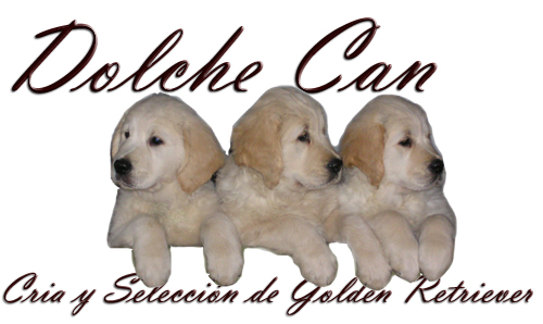 Dolche Can Golden Retriever