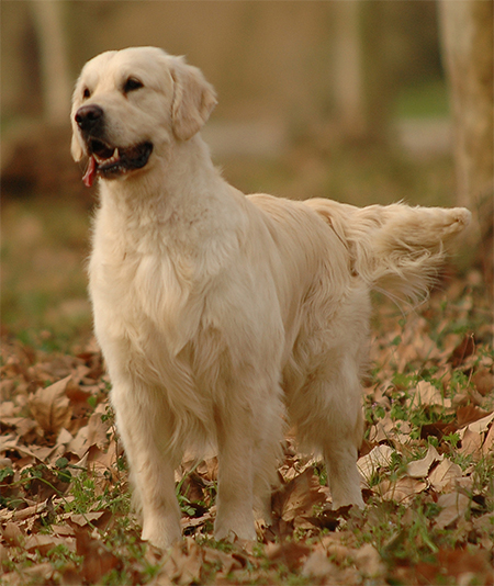 Koda Tan Cataluña