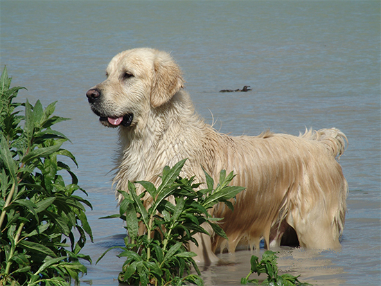 Koda Albufera Alcoy