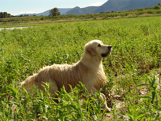 Koda Albufera Alcoy