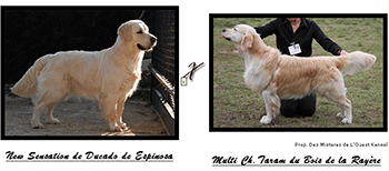 New Sensation de Ducado de Espinosa x Multi Ch. Taram Du Bois de la Rayeré