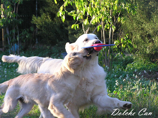 Koda Happy Freesbe